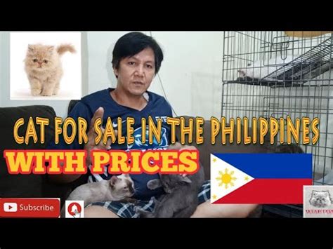 cat for sale cebu|cats for sale metro manila.